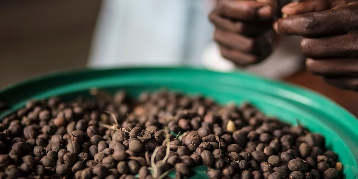 EU skjuter upp sina avskogningsregler igen – osäkert hur exempelvis kaffebönor odlas.