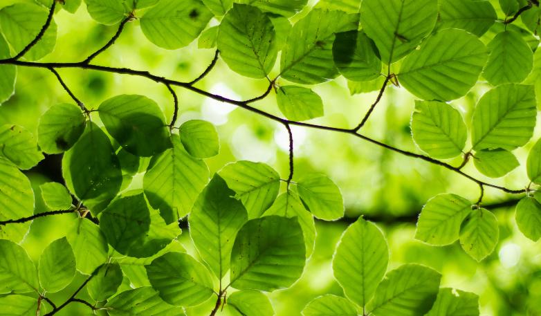 Foto: Ash from Modern Afflatus via Unsplash