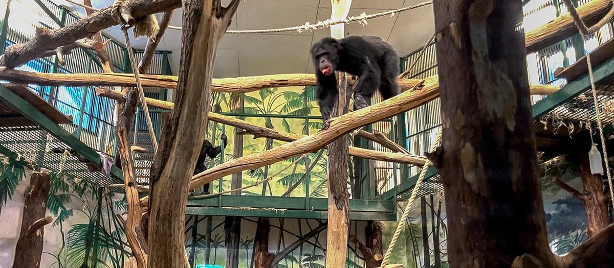 EY:s rapport: Öppen gallerdörr bakom schimpansrymning