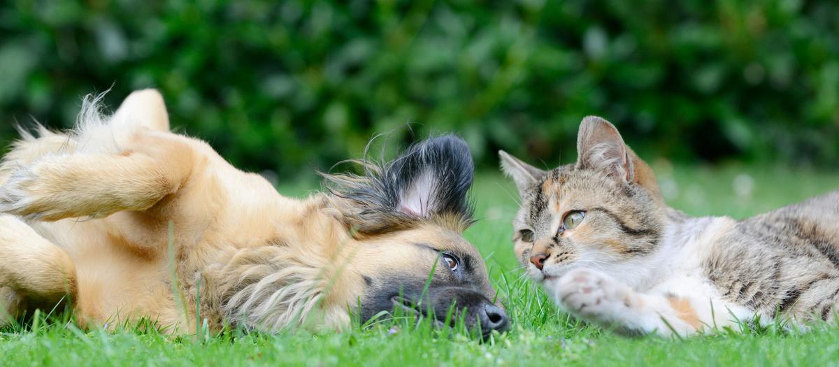 Så många husdjur har en försäkring