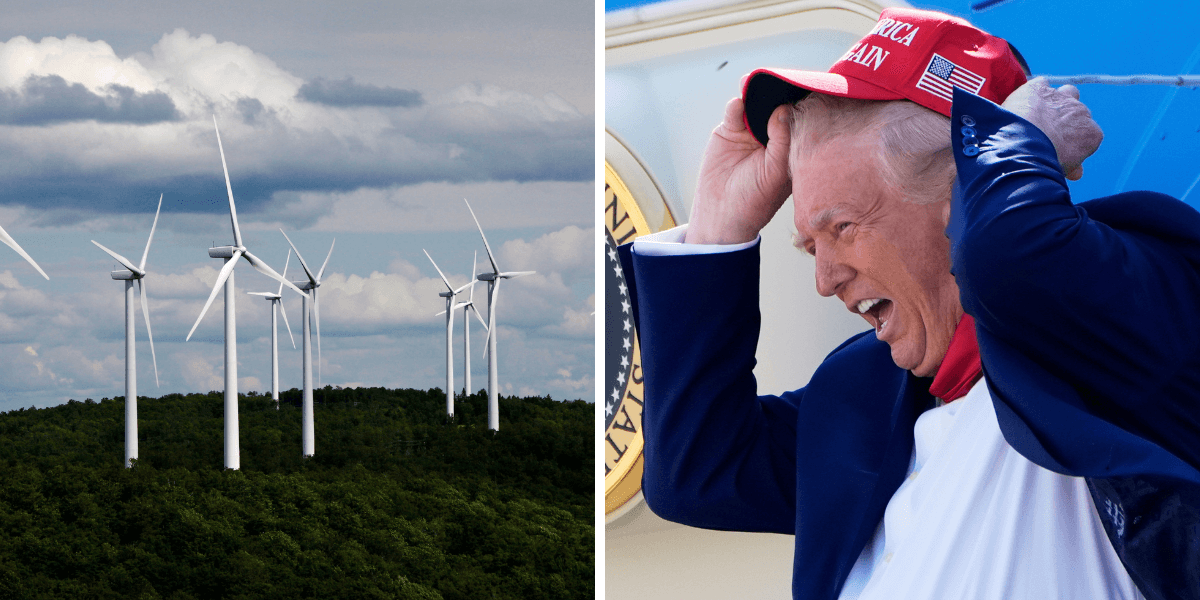 Trump hatar vindkraft